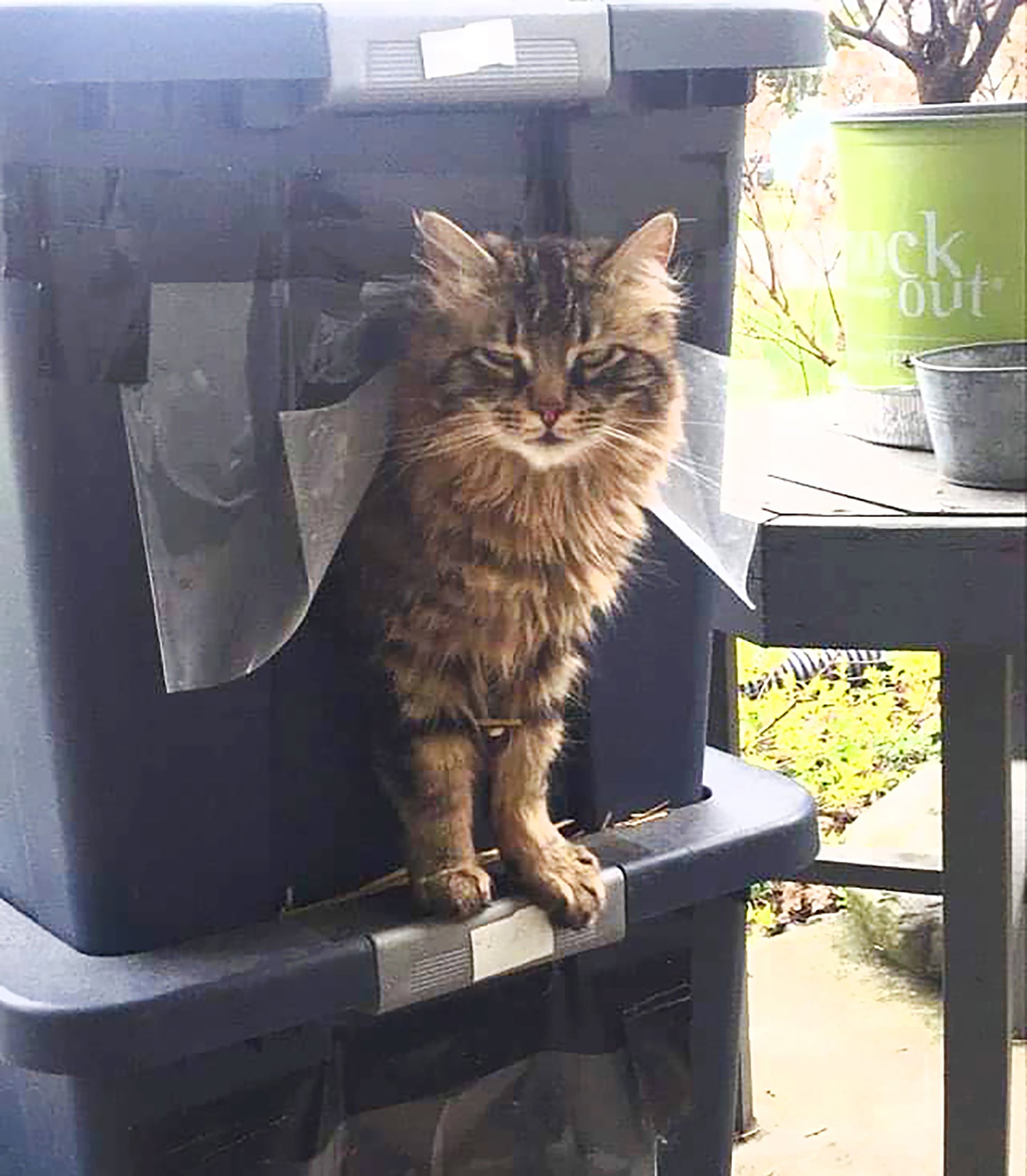 Homeless cat shelter(s) - pick up in Wabash or Marion