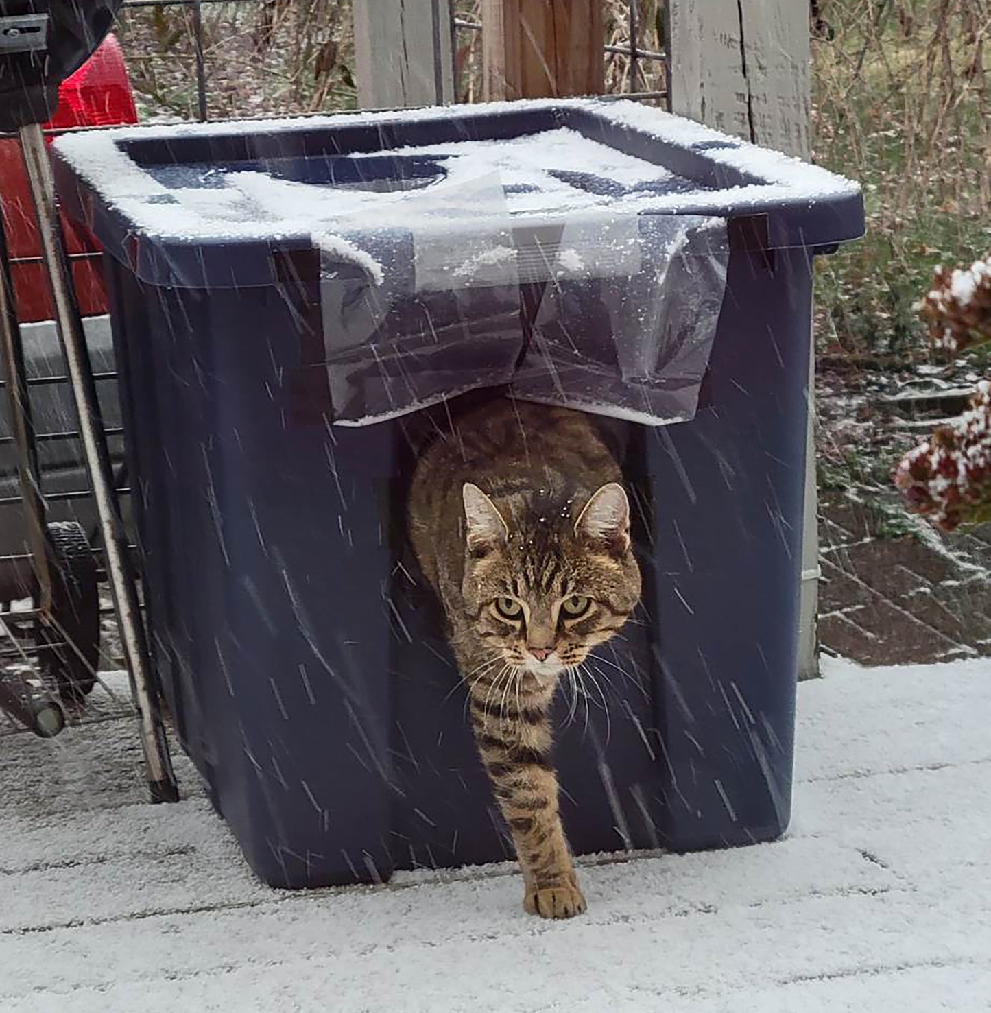 Homeless cat shelter(s) - pick up in Wabash or Marion