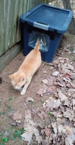 Homeless cat shelter(s) - pick up in Wabash or Marion