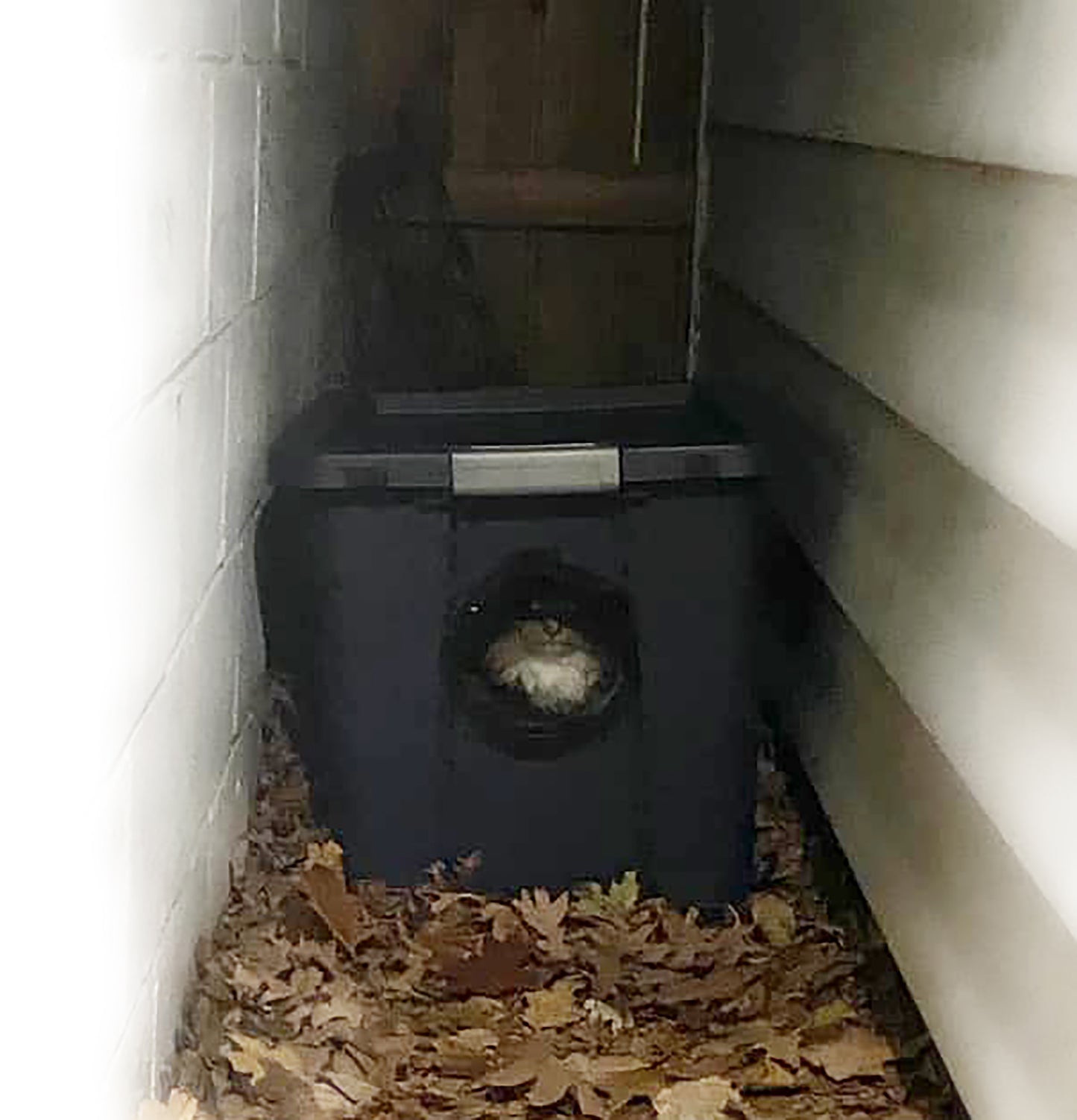 Homeless cat shelter(s) - pick up in Wabash or Marion