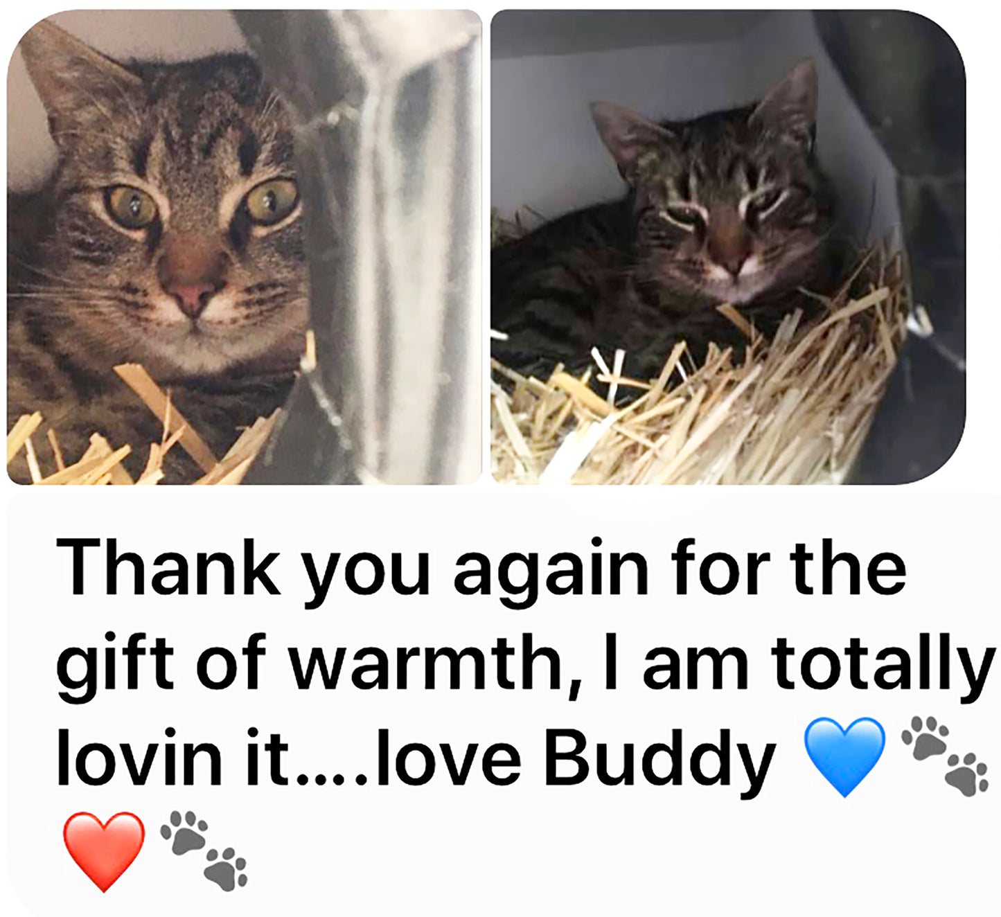 Homeless cat shelter(s) - pick up in Wabash or Marion