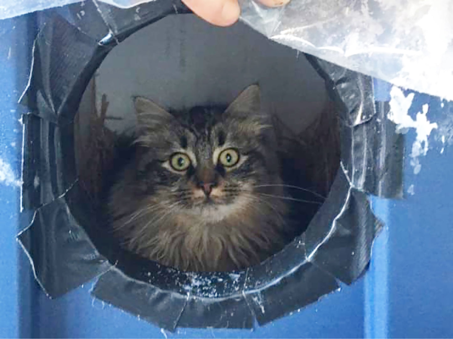 Homeless cat shelter(s) - pick up in Wabash or Marion
